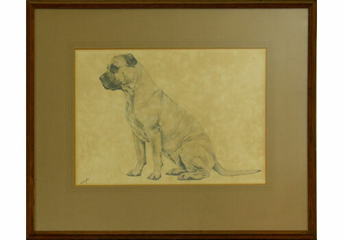 Pencil Sketch Of A Mastiff By G. Aubrey.