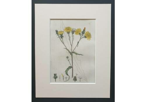 Hawk Weedlike Ox Tongue   Original 1839 Hand Coloured Flower Print In Mount