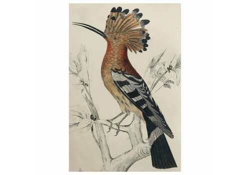 Original Antique Print Of A Hoopoe 1847 Unframed