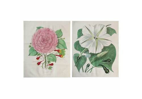 Large Pair Of Original Antique Botanical Prints, Dated 1838