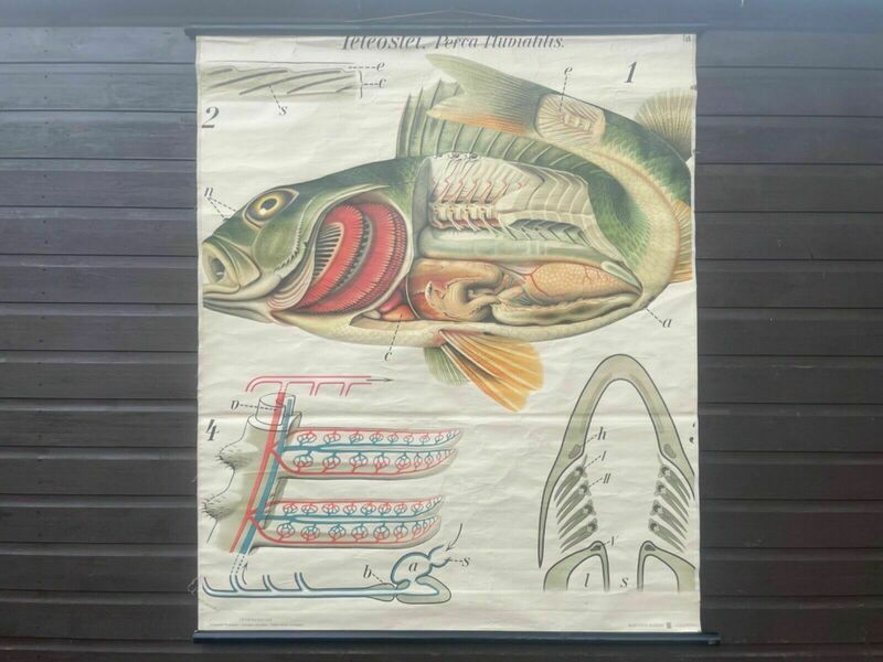 Rare Vintage Paul Pfurtscheller Perch Fish School Chart Lithograph Wall ...