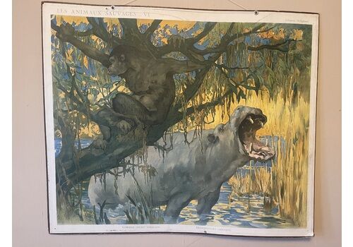 Double Side Les Animaux Sauvages Lithograph Teaching Poster By Edouard Louis Henry Baudot (French, 1871 1953)53)