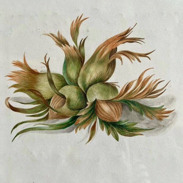Watercolour Of Cobnuts In Ebonised Frame photo furniture