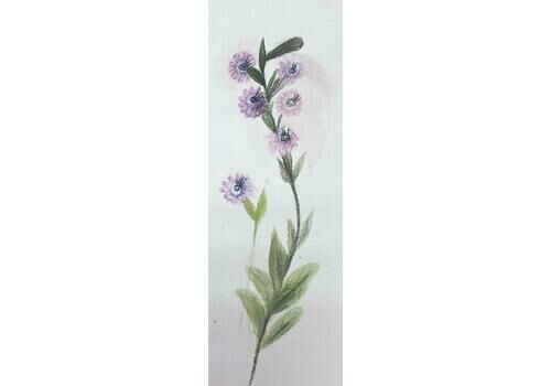 Caroline Worsleyfine Antique British Botanical Watercolour Painting Purple Plant Paintingc.1900