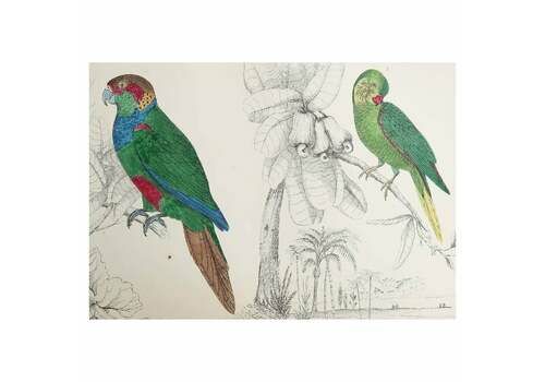 Original Antique Print Of Parrots, 1847 'Unframed'