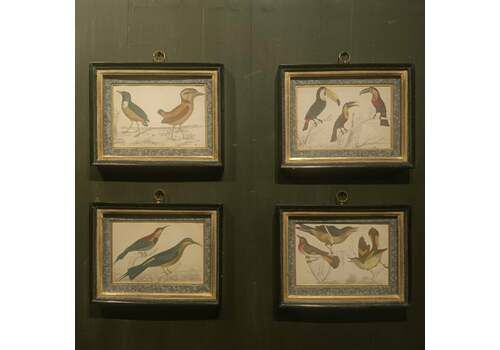 19th Century Framed Bird Pictures
