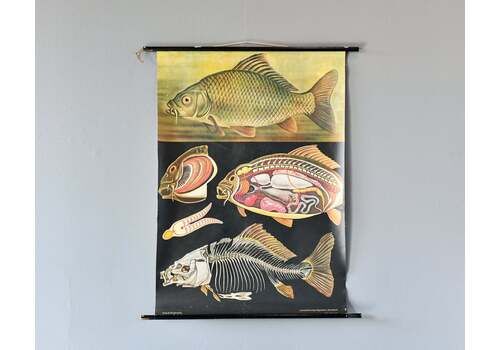 Wall Chart Of The Fish By Jung Koch Quentell