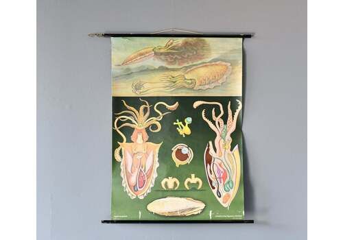 Canvas Wall Chart Of The Squid By Jung Koch Quentell