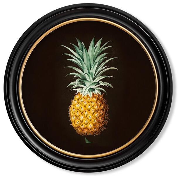 Pineapple Botanical Study Framed Print From French Original Of 1812, New photo furniture
