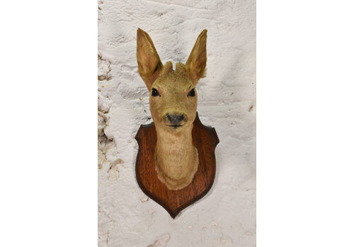Antique Mounted Taxidermy Roebuck Deer Head