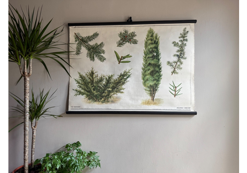 Vintage Juniper Tree  & Yew Boanical School Chart Botany Roll Down Linen Poster