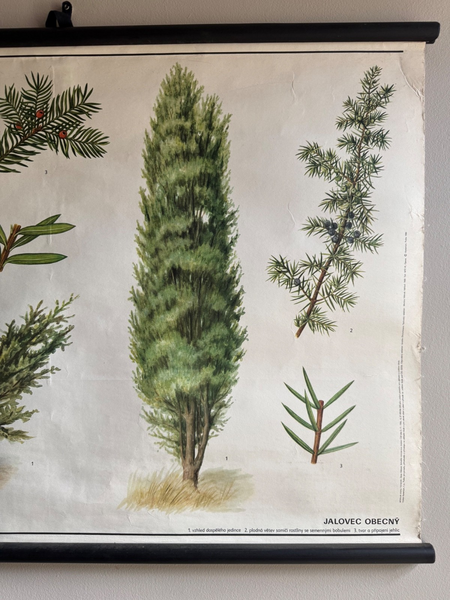 Vintage Juniper Tree  & Yew Boanical School Chart Botany Roll Down Linen Poster photo Art