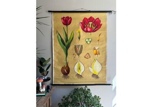 Rare Vintage Tulip School Chart Jung Koch Quentell Botanical Educational Chart.