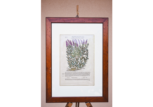 1500 Botanical Print Framed Matthioli Lysimachia Altera