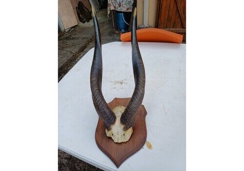 African Gazelle Horn Massacre (Bushbuck)