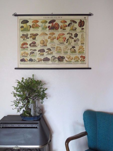 N-2 Mushroom Poster Chart Education Fungus Botany Wall Decor