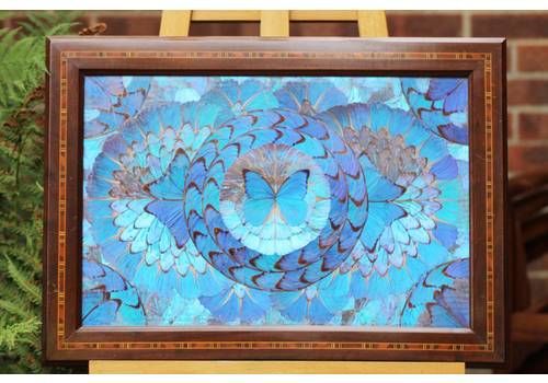 1930/40 Carlos Zipperer Brazilian Tourist Souvenior Unique Mohogany Framed Morphe Butterflies Under Glass   Wall Hanging Or Table